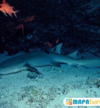 cueva de los tiburones dormidos 1