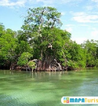 manglares del rio tecolutla